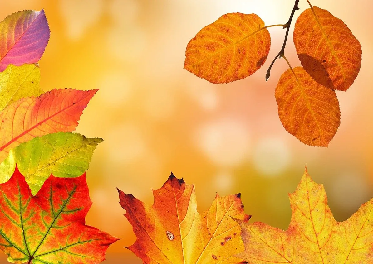 Feuille d'automne