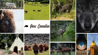 Pêle-mêle de photos du Parc Canadien : bisons, loups, cerfs et tipis. L'ambiance évoque la faune et la culture amérindienne.